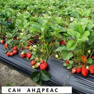 Лот: 7508371. Фото: 1. Земляника Сан Андреас. Другое (семена, рассада, садовые растения)