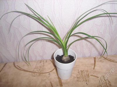 Лот: 596630. Фото: 1. нолина. Горшечные растения и комнатные цветы