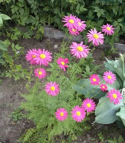 Лот: 4040419. Фото: 1. Многолетний цветок-Пиретрум. Другое (семена, рассада, садовые растения)