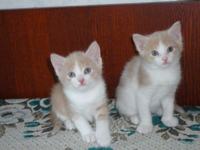 Лот: 10945765. Фото: 1. двое из ларца одинаковых с лица... Кошки, котята
