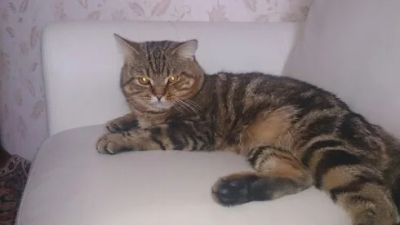 Лот: 8935828. Фото: 1. Британский кот. Кошки, котята