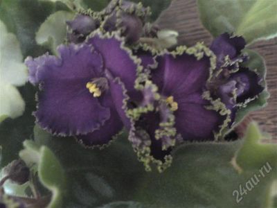 Лот: 643165. Фото: 1. Сорт фиалка пират ( детка). Горшечные растения и комнатные цветы