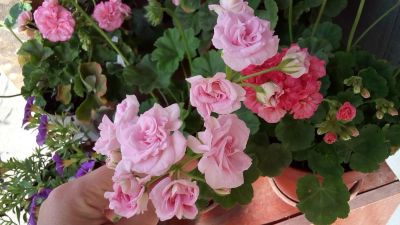 Лот: 11215827. Фото: 1. пеларгония lady gertrude. Горшечные растения и комнатные цветы