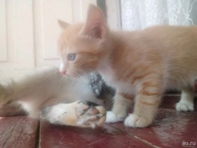 Лот: 10018650. Фото: 1. Котенок от кошки крыселовки. Кошки, котята