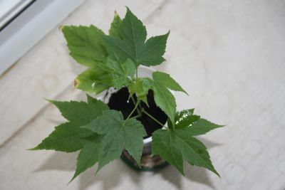 Лот: 4267712. Фото: 1. Абутилон Селло (комнатный клен... Горшечные растения и комнатные цветы