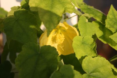 Лот: 4224755. Фото: 1. Абутилон Бэлла Желтый. Горшечные растения и комнатные цветы