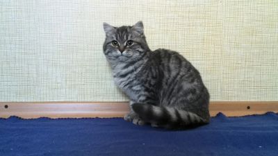 Лот: 3418377. Фото: 1. Шикарная девочка бриташка!. Кошки, котята