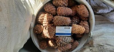 Лот: 18021823. Фото: 1. Свежайшие Кедровые шишки, урожай... Ягоды, орехи