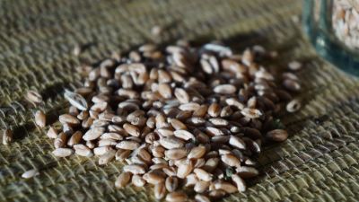 Лот: 8569502. Фото: 1. Пшеница для проращивания (очищенная... Крупы, сыпучие продукты