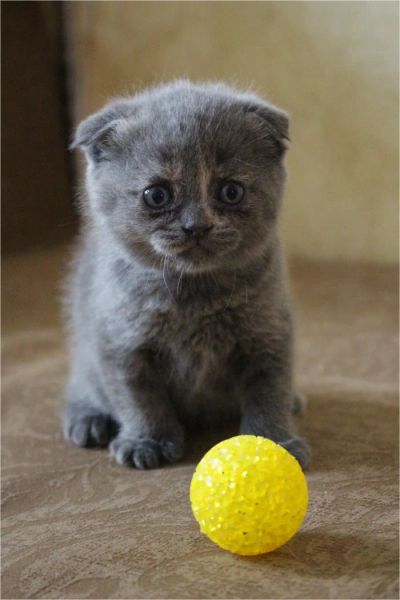 Лот: 9795278. Фото: 1. котенок шотландский. Кошки, котята