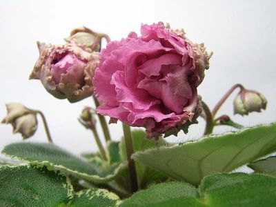 Лот: 6298372. Фото: 1. Сортовая фиалка ЛЕ-Мадам Помпадур... Горшечные растения и комнатные цветы
