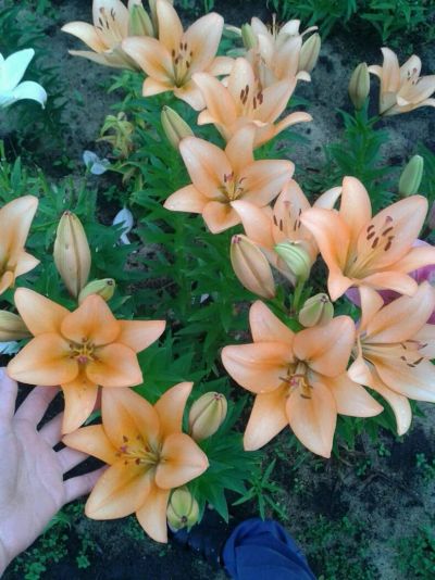 Лот: 10015153. Фото: 1. Лилии. Садовые цветы