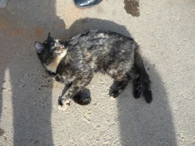 Лот: 3913306. Фото: 1. Кошка черепахового окраса!!!. Кошки, котята