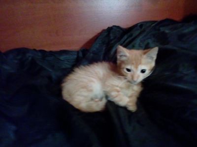 Лот: 10871739. Фото: 1. Котёночек. Кошки, котята