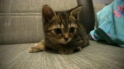Лот: 6318272. Фото: 1. Шотландский Котенок. Кошки, котята