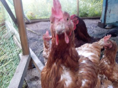 Лот: 5880593. Фото: 1. Куры несушки живые взрослые, цена... Птицы