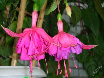 Лот: 2782169. Фото: 1. Фуксия Magenta Magic. Горшечные растения и комнатные цветы