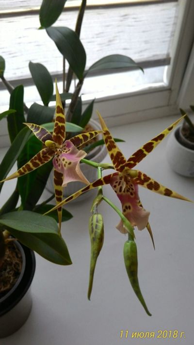 Лот: 11784493. Фото: 1. Орхидея Брассия (отцвела). Горшечные растения и комнатные цветы