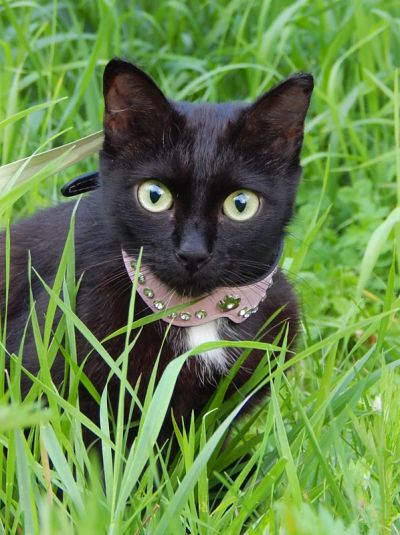 Лот: 7960920. Фото: 1. Отдам милую кошечку - ласковую... Кошки, котята