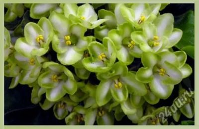 Лот: 7890072. Фото: 1. лист фиалки "Emerald Love". Горшечные растения и комнатные цветы