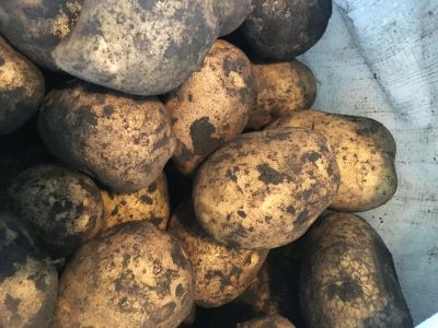 Лот: 16516790. Фото: 1. картофель свежий урожай. Картофель