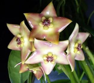 Лот: 5286372. Фото: 1. Хойя Hoya Sussuela - черенок. Горшечные растения и комнатные цветы