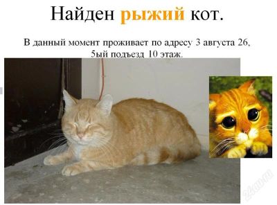 Лот: 1238314. Фото: 1. !Кот из Шрека! походу уже нашелся... Кошки, котята