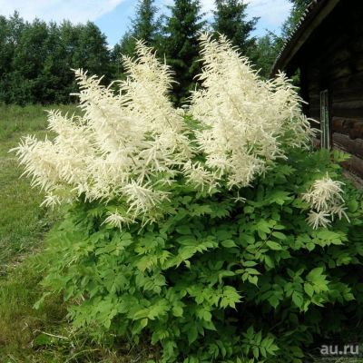 Лот: 16261134. Фото: 1. Волжанка двудомная (арункус). Другое (комнатные растения и уход)