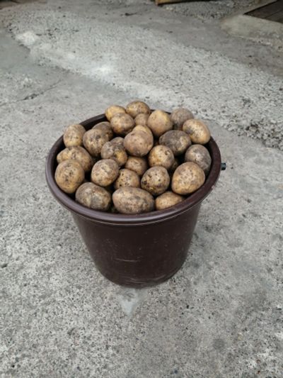 Лот: 22225826. Фото: 1. картофель семенной Гала. Овощи