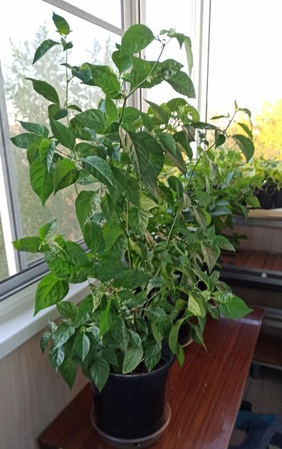 Лот: 14573174. Фото: 1. Взрослое растение Carolina reaper... Горшечные растения и комнатные цветы