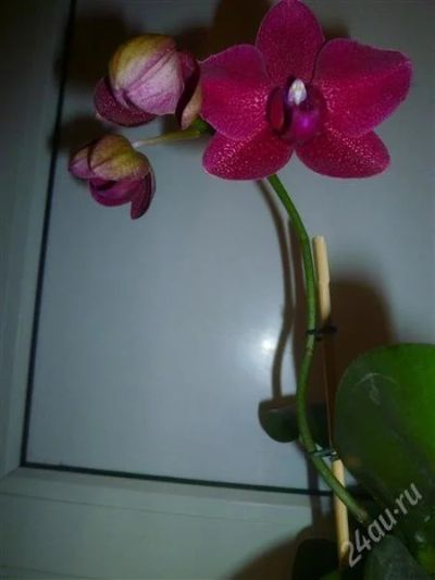 Лот: 2228773. Фото: 1. орхидея -фаленопсис (6) зацветает. Горшечные растения и комнатные цветы
