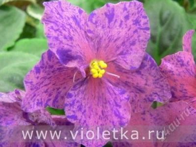 Лот: 1788490. Фото: 1. Фиалка Live wire (детка). Горшечные растения и комнатные цветы