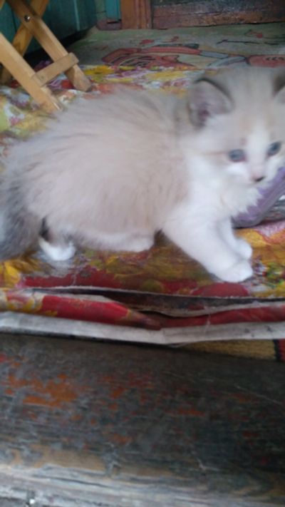 Лот: 11583067. Фото: 1. Котенок (девочка), родилась в... Кошки, котята