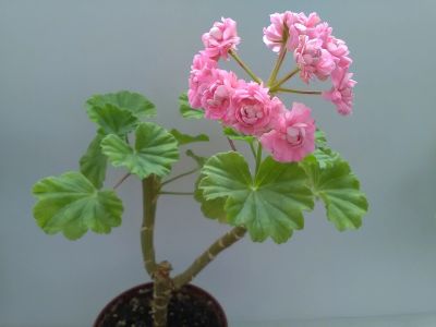 Лот: 17874672. Фото: 1. Пеларгония 2 Swanland Pink Australien... Горшечные растения и комнатные цветы