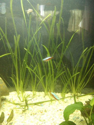 Лот: 4905417. Фото: 1. Валлиснерия (Vallisneria). Водные растения
