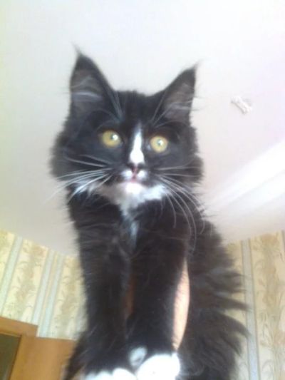 Лот: 7962845. Фото: 1. Черно-белая пушистая кошечка 4... Кошки, котята