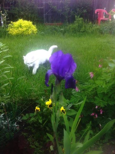 Лот: 5664227. Фото: 1. Ирис бородатый фиолетовый Royal... Садовые цветы