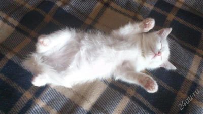 Лот: 2087614. Фото: 1. Котёнок :->. Кошки, котята
