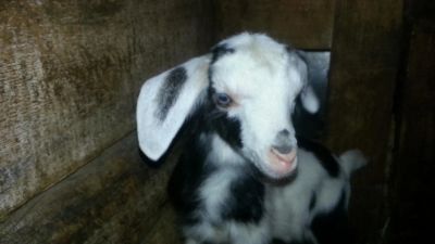 Лот: 9719420. Фото: 1. Козленок зааненско-нубийский торг... Остальные животные