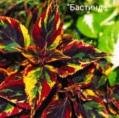 Лот: 15828300. Фото: 1. Колеусы. Садовые цветы