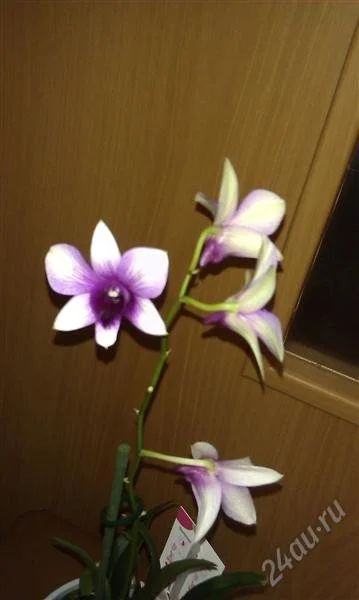 Лот: 2933921. Фото: 1. орхидея дендробиум "Нобиля". Горшечные растения и комнатные цветы