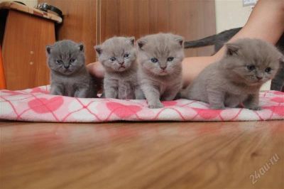 Лот: 2563015. Фото: 1. Лучший подарок на 8 марта. Шотландские... Кошки, котята