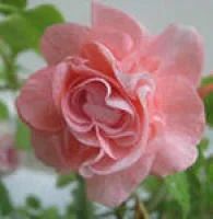 Лот: 4018106. Фото: 1. Бальзамин махровый Pink Ruffles. Горшечные растения и комнатные цветы