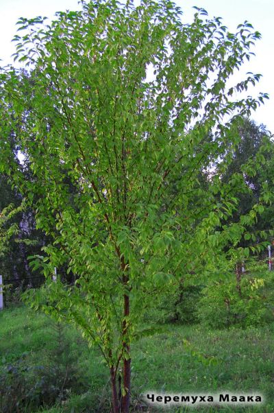Лот: 5456689. Фото: 1. Саженцы Черёмуха Маака (лат. Prunus... Декоративные кустарники и деревья