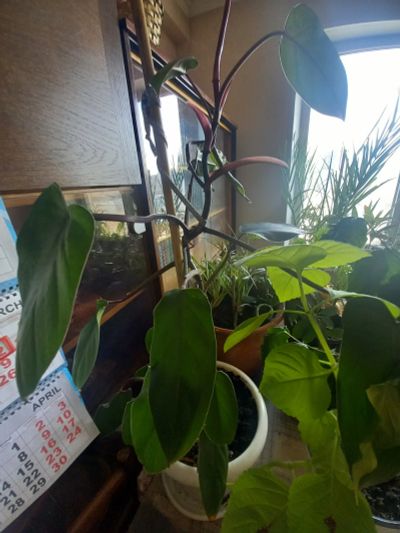 Лот: 18767521. Фото: 1. Большой Красный Филодендрон растение... Горшечные растения и комнатные цветы
