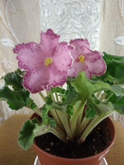 Лот: 17568453. Фото: 1. Фиалка АЕ Мексиканский тушкан. Горшечные растения и комнатные цветы
