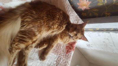Лот: 15959740. Фото: 1. Продам Котят ..... Кошки, котята