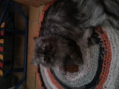Лот: 4206269. Фото: 1. котейка. Кошки, котята
