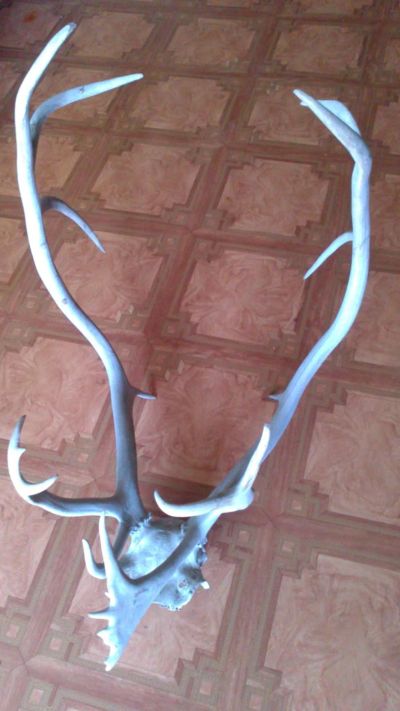 Лот: 8247564. Фото: 1. Рога оленя с черепом. Чучела животных, рога, шкуры