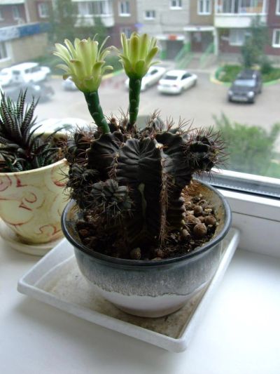Лот: 10970538. Фото: 1. Кактус гимнокалициум михановича... Горшечные растения и комнатные цветы